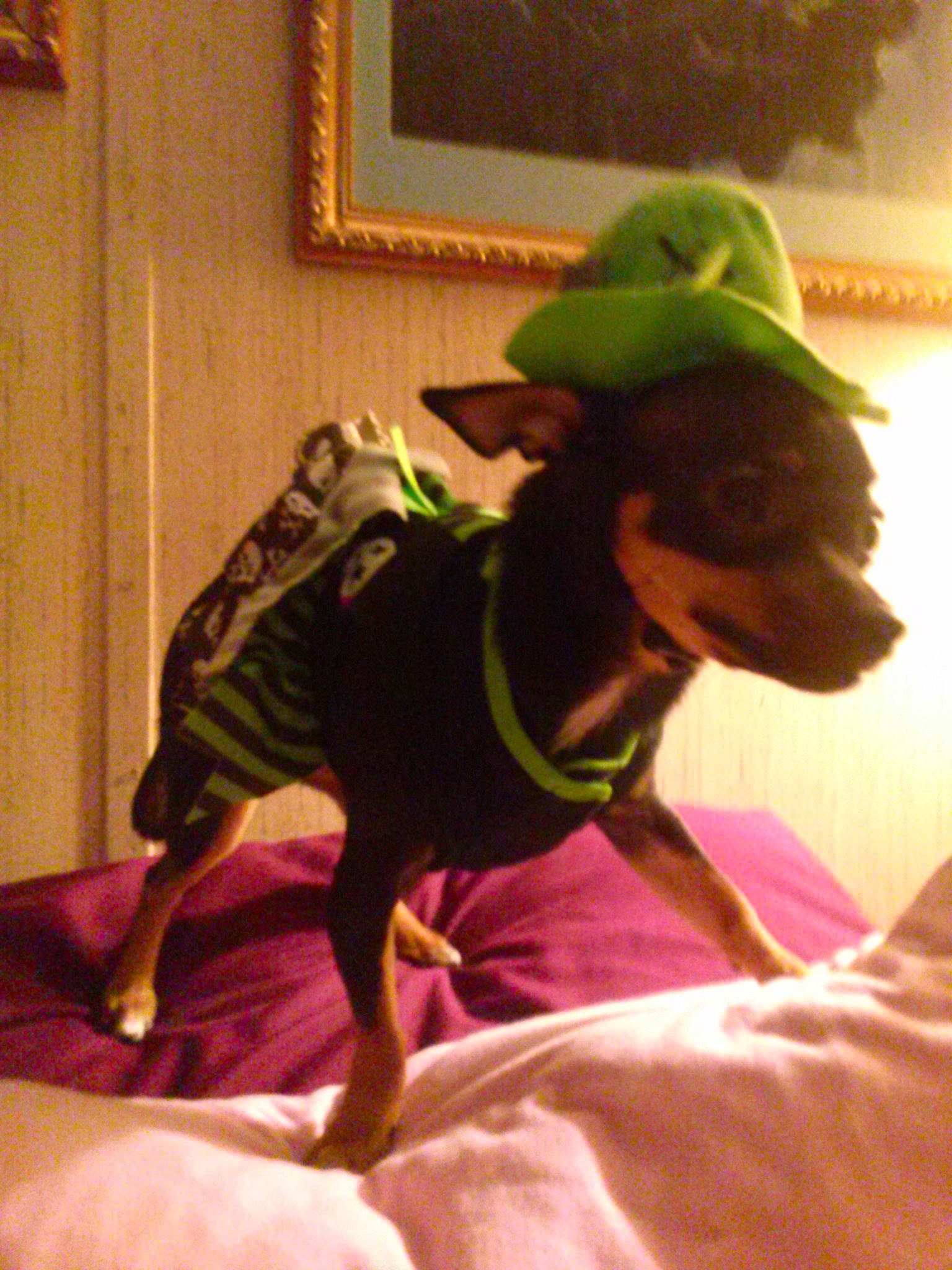 Nessie is registered to the contest to win money with this photo: canidae, carnivore, collar, comfort, companion_dog, costume_hat, dog, dog_breed, dog_clothes, dog_collar, dog_supply, fawn, fur, party_hat, picture_frame, room, sporting_group, toy_dog, whiskers, working_animal