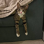Milo is registered to the contest to win money with this photo: cat, tabby, pet, indoor, blanket, couch, furniture, carpet, relaxing, animal, whiskers, paw, striped, fur, mammal, cute, resting, closeup, cozy, domestic
