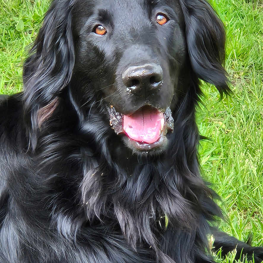 Rio participe au concours pour gagner de l'argent avec cette photo : animal, bodypart, canine, cockerspaniel, dog, field, goldenretriever, grass, grassland, green, hound, labradorretriever, lawn, mouth, nature, outdoors, person, pet, plant, puppy