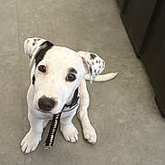Ava a rejoint le concours — aidez-le/la à gagner de superbes lots ! puppy, dog, white, black_spots, collar, floor, looking_up, ears, pet, young_dog, indoor, cute, animal, canine, sitting, tail, nose, whiskers, eyes, adorable