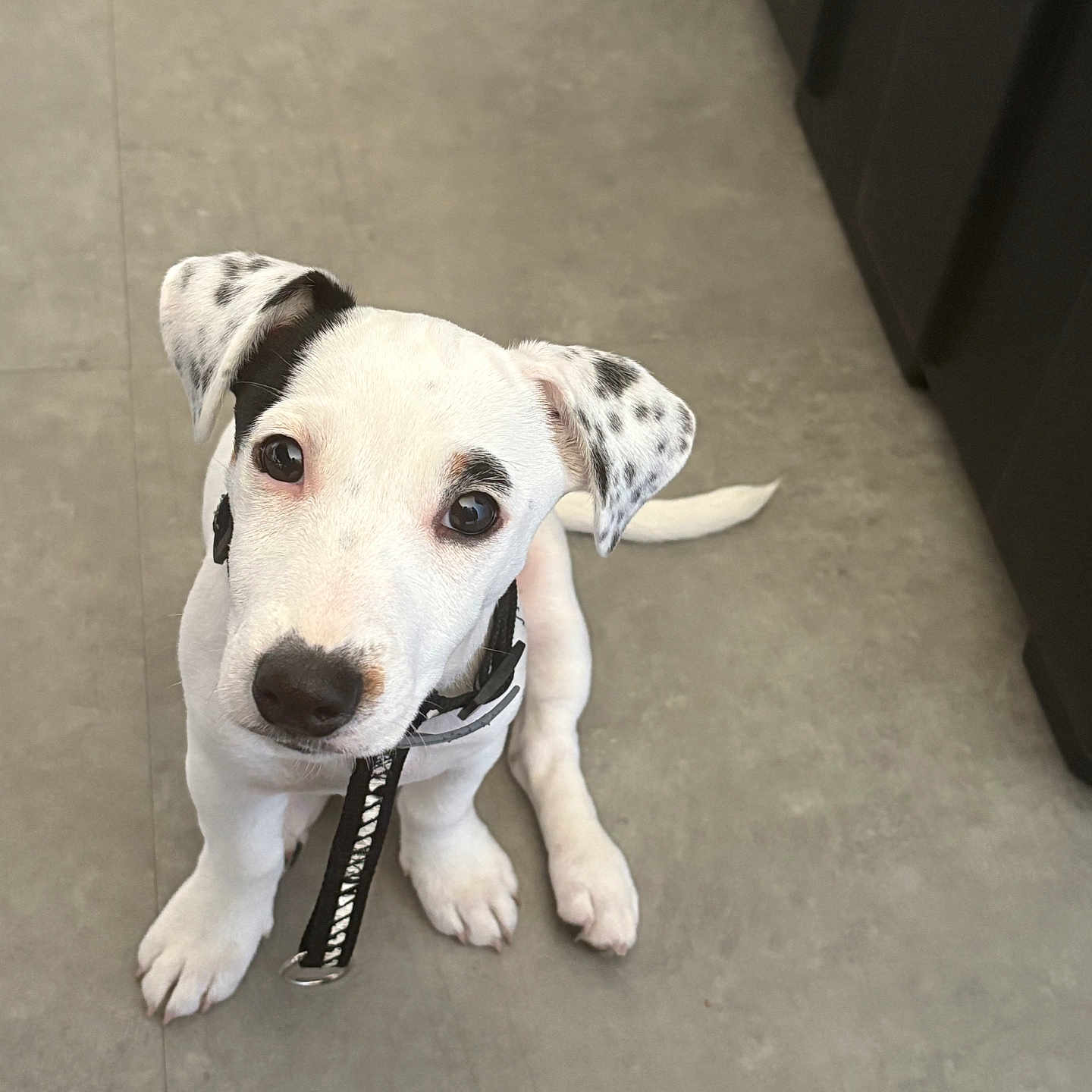 Ava a rejoint le concours — aidez-le/la à gagner de superbes lots ! adorable, animal, black_spots, canine, collar, cute, dog, ears, eyes, floor, indoor, looking_up, nose, pet, puppy, sitting, tail, whiskers, white, young_dog