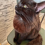 Loulou participe au concours pour gagner de l'argent avec cette photo : animal, black_cat, cat, chair, close_up, cute, domestic_cat, feline, fluffy, fur, green_chair, indoor, looking_up, pet, portrait, relaxed, sitting, stone_wall, wall, whiskers