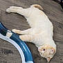 Duchess joined the competition — help win amazing prizes! cat, indoor, wooden_floor, toy, scratching_post, playful, pet, feline, curious, relaxed, fur, animal, home, flooring, paw, orange_cream, domestic_cat, round_toy, background, resting