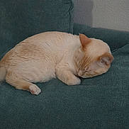 Duchess joined the competition — help win amazing prizes! cat, sleeping, couch, indoor, pillow, blanket, furniture, pet, resting, cozy, cream_colored, tail, fur, relaxation, home, domestic_animal, animal, cute, calm, soft