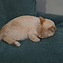 cat, sleeping, couch, indoor, pillow, blanket, furniture, pet, resting, cozy, cream_colored, tail, fur, relaxation, home, domestic_animal, animal, cute, calm, soft