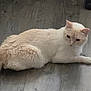 Duchess is registered to the contest to win money with this photo: cat, cream_colored, wooden_floor, pet, animal, indoor, feline, relaxed, lying_down, curious, fur, tail, whiskers, ears, domestic_animal, flooring, quiet, calm, side_view, household