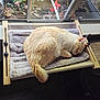 cat, sleeping, pet_bed, window, indoor, fur, cozy, natural_light, curled_up, cream_color, feline, resting, wooden_frame, blanket, home, quiet, relaxation, animal, domestic, nap