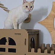 Duchess joined the competition — help win amazing prizes! animal, cardboard, castle, cat, claws, cream_colored, curious, decor, ears, feline, home, indoor, looking, perched, pet, playful, sitting, wall, whiskers, wooden