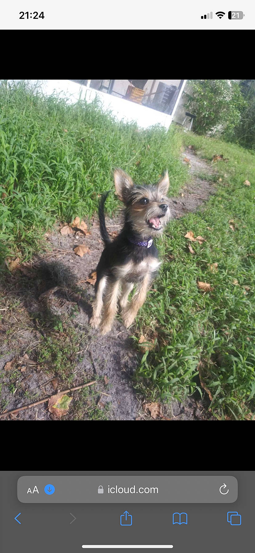 Puppy joined the competition — help win amazing prizes! canidae, canis, carnivore, companion_dog, dog, dog_breed, fawn, grass, groundcover, plant, soil, sporting_group, tail, terrestrial_animal, tree, window, working_animal, working_dog