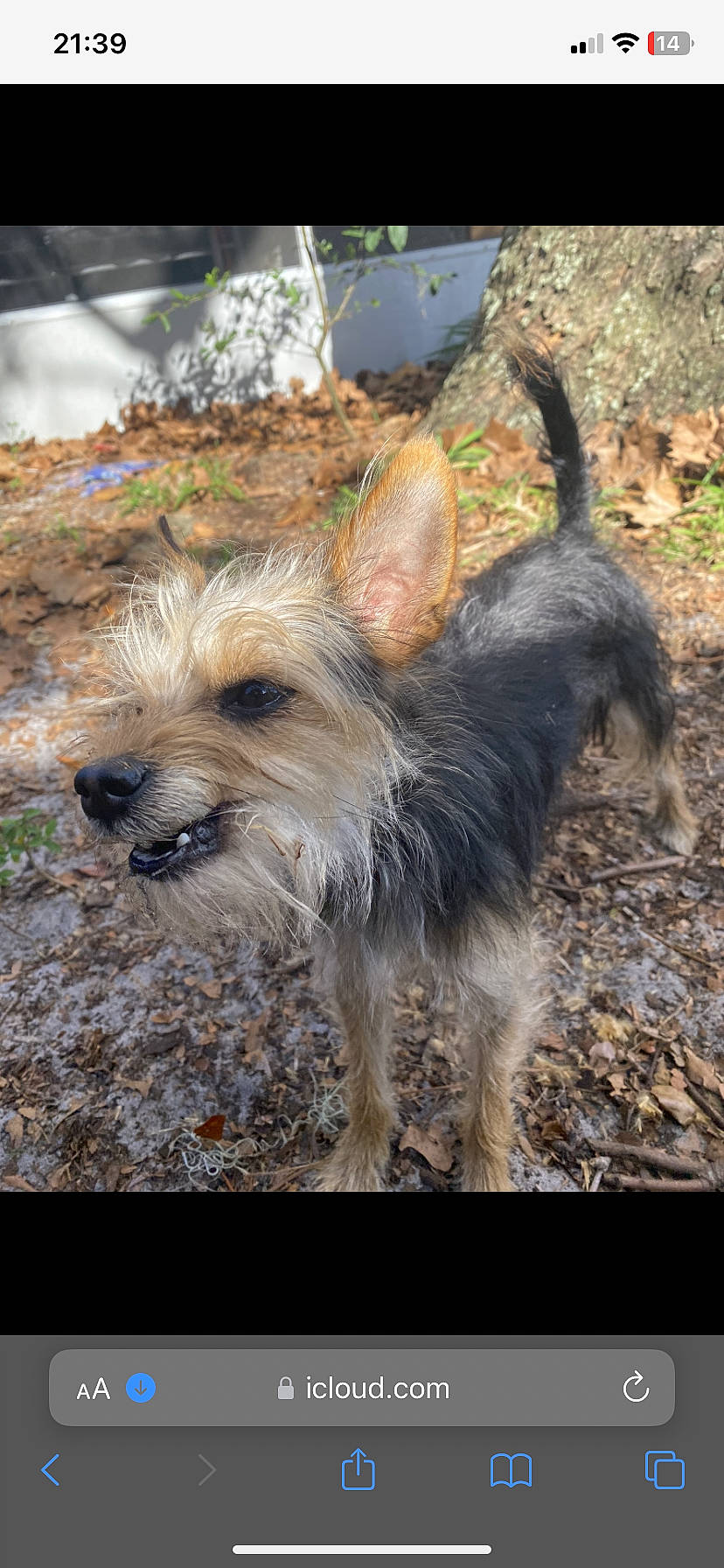 Puppy joined the competition — help win amazing prizes! canidae, carnivore, companion_dog, dog, dog_breed, dog_supply, fawn, fur, plant, small_terrier, snout, soil, sporting_group, tail, terrestrial_animal, terrier, toy_dog, working_animal, working_terrier, yorkipoo