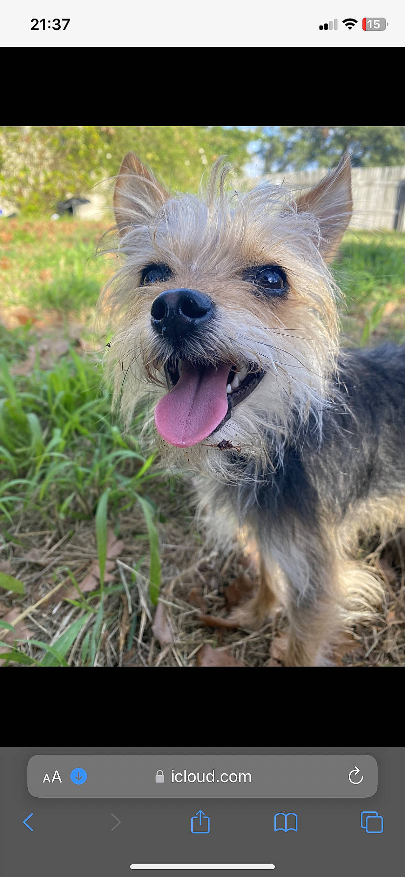 Puppy joined the competition — help win amazing prizes! biewer_terrier, canidae, carnivore, collar, companion_dog, dog, dog_breed, dog_supply, fawn, fur, grass, plant, small_terrier, sporting_group, terrestrial_animal, terrier, toy_dog, working_animal, working_terrier, yorkshire_terrier