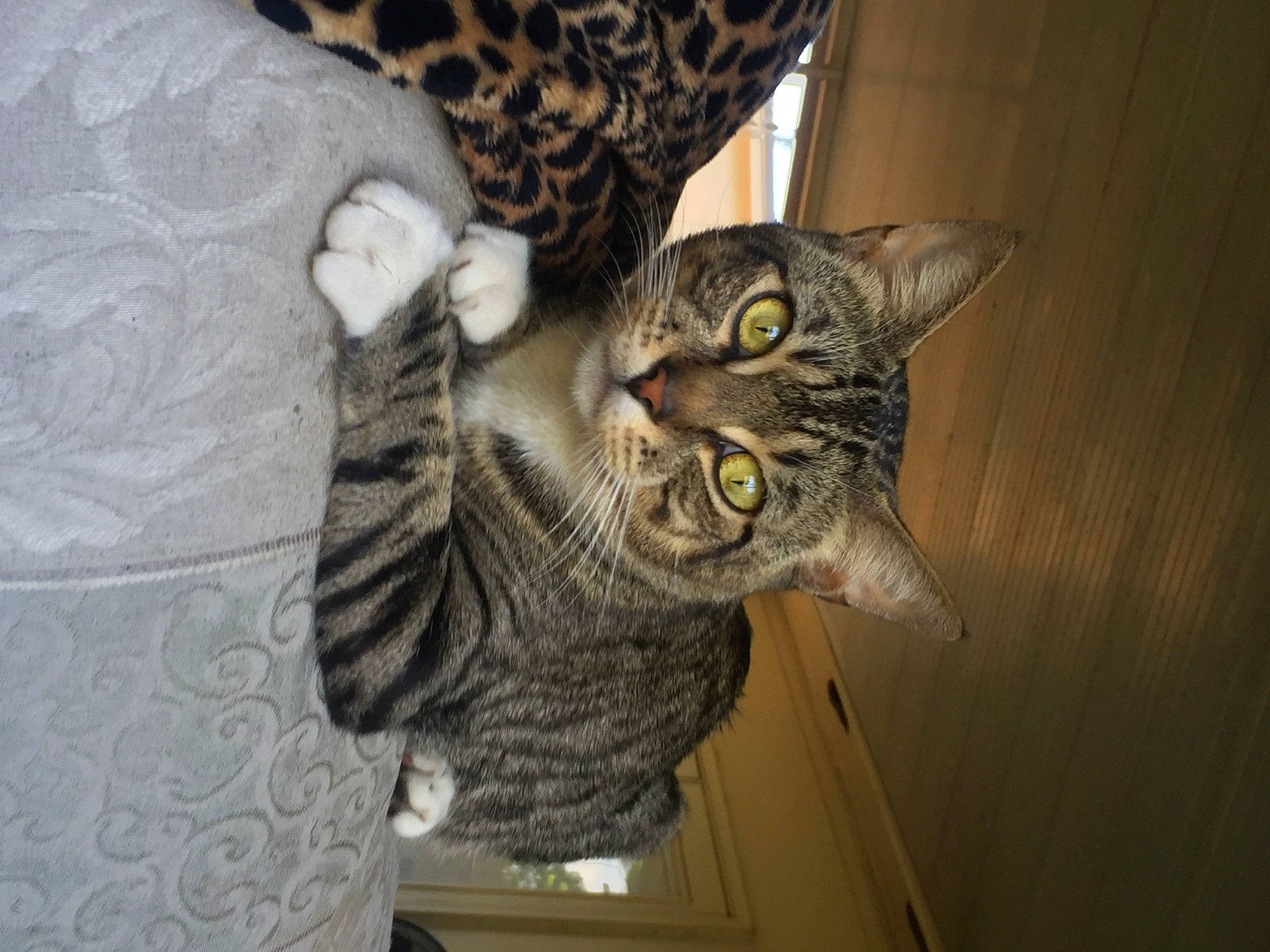 John is registered to the contest to win money with this photo: carnivore, cat, cat_supply, comfort, domestic_short_haired_cat, door, felidae, fur, grey, small_to_medium_sized_cats, snout, tail, whiskers, wood