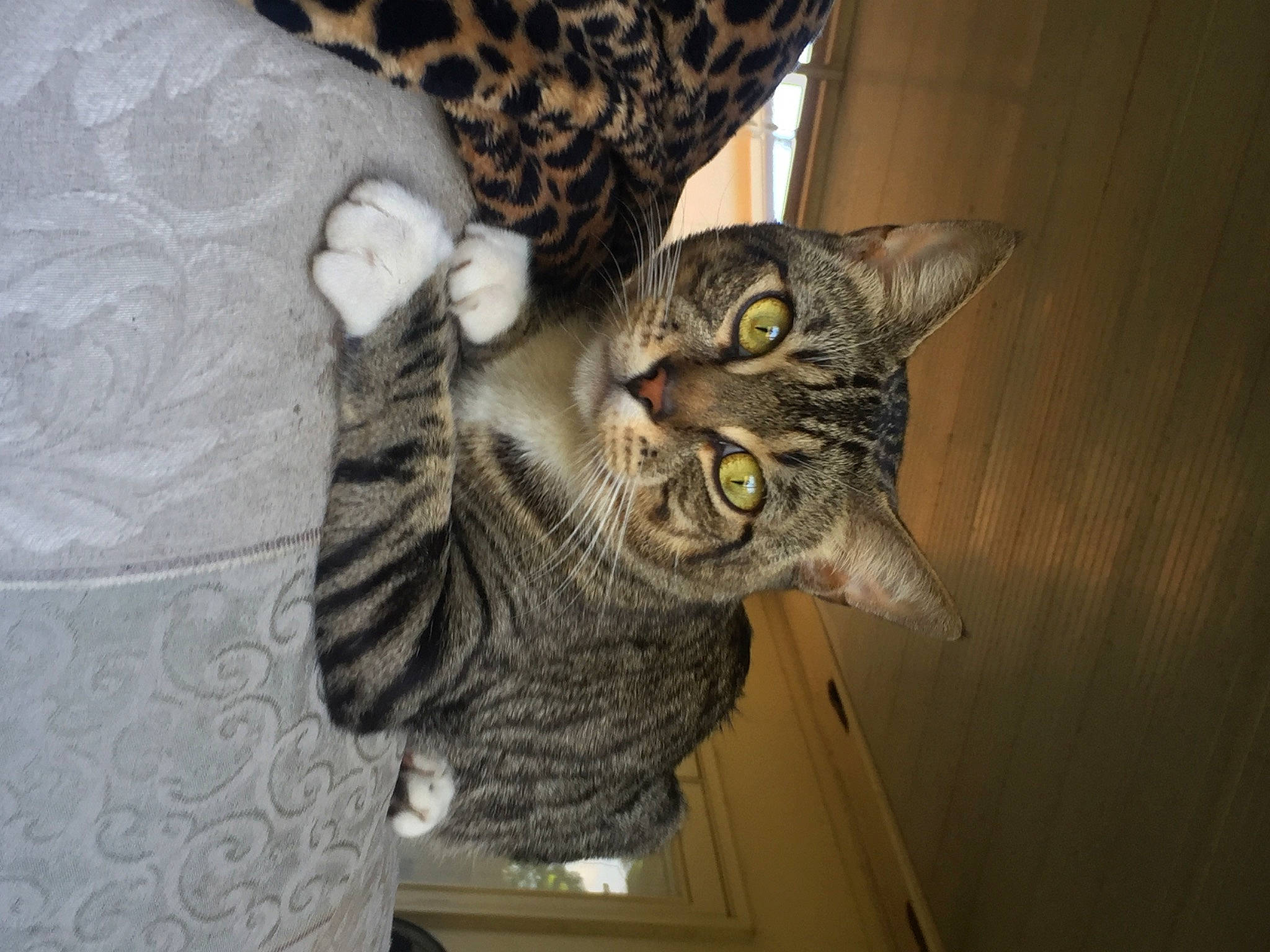 John is registered to the contest to win money with this photo: carnivore, cat, cat_supply, comfort, domestic_short_haired_cat, door, felidae, fur, grey, small_to_medium_sized_cats, snout, tail, whiskers, wood