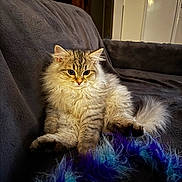 Leo joined the competition — help win amazing prizes! cat, fluffy, indoor, couch, plush, gray, pet, feline, toy, feathers, relaxed, fur, comfort, animal, mammal, home, cozy, sitting, portrait, domestic
