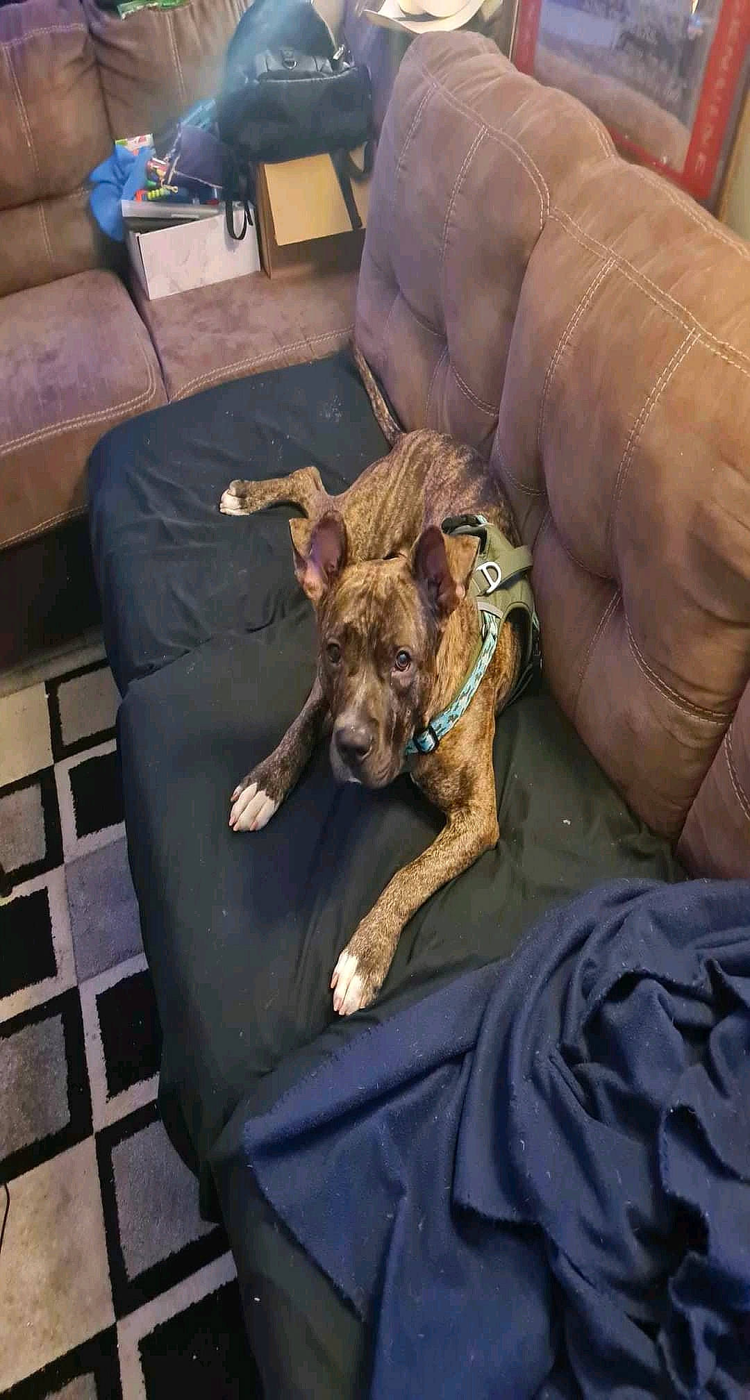 Dutch joined the competition — help win amazing prizes! canidae, carnivore, comfort, companion_dog, couch, dog, dog_breed, fawn, felidae, flooring, fur, houseplant, pillow, snout, sporting_group, terrier, toy, toy_dog, working_animal, wrinkle