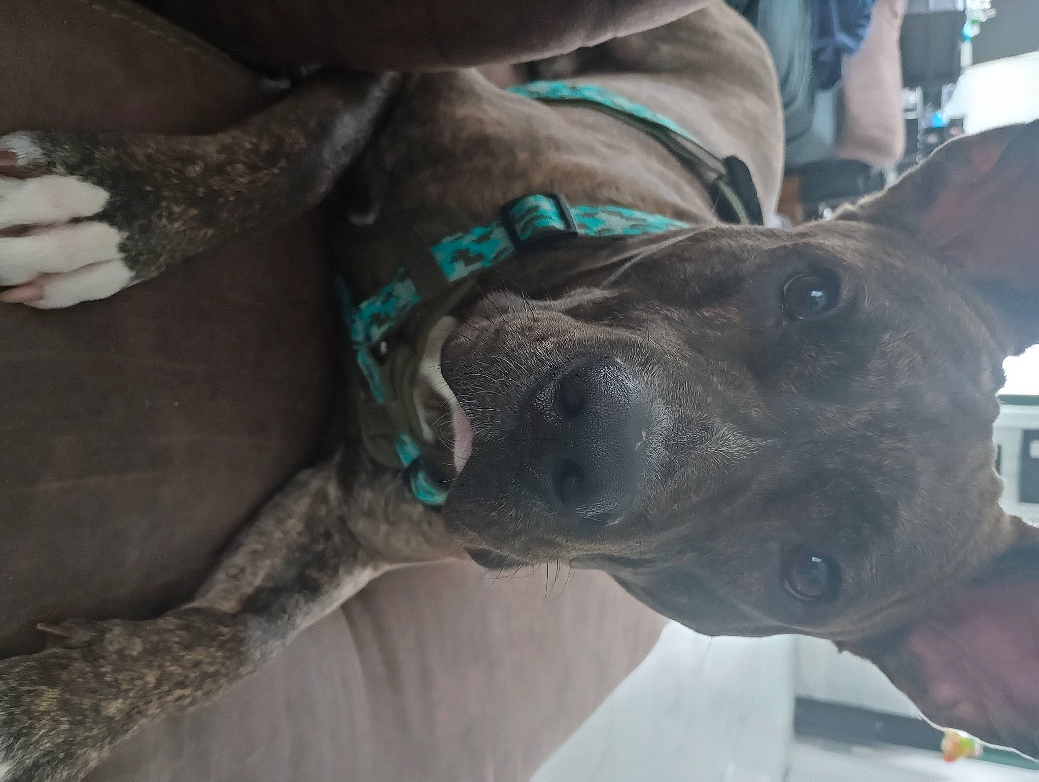 Dutch joined the competition — help win amazing prizes! art, canidae, carnivore, collar, companion_dog, dog, dog_breed, dog_collar, fawn, fur, gesture, giant_dog_breed, guard_dog, jaw, leash, pet_supply, sculpture, snout, sporting_group, working_animal