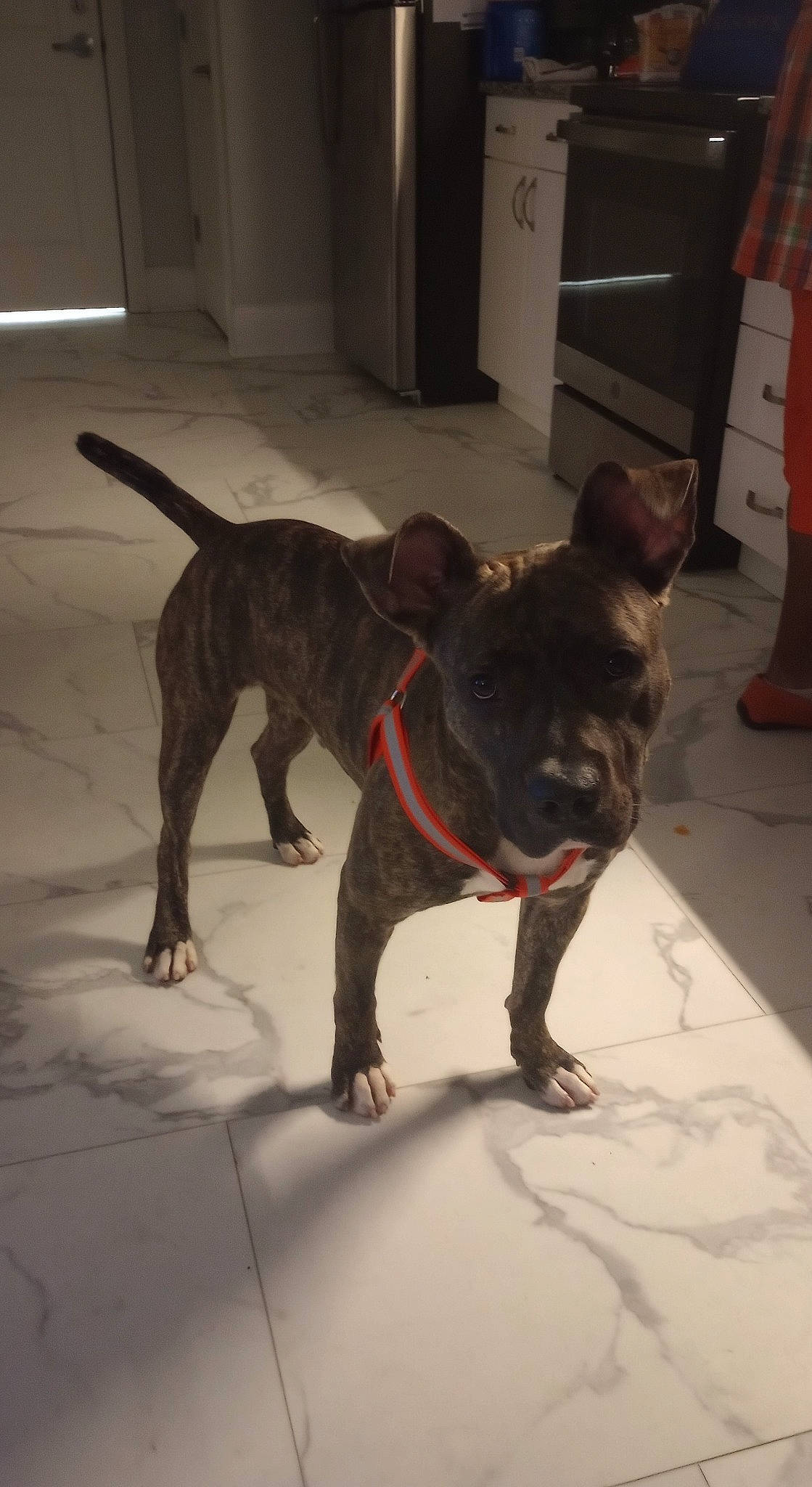 Dutch is registered to the contest to win money with this photo: carnivore, collar, companion_dog, dog, dog_breed, dog_collar, fawn, flooring, fur, guard_dog, leash, liver, non_sporting_group, paw, pet_supply, sporting_group, tail, toy_dog, working_animal, working_dog