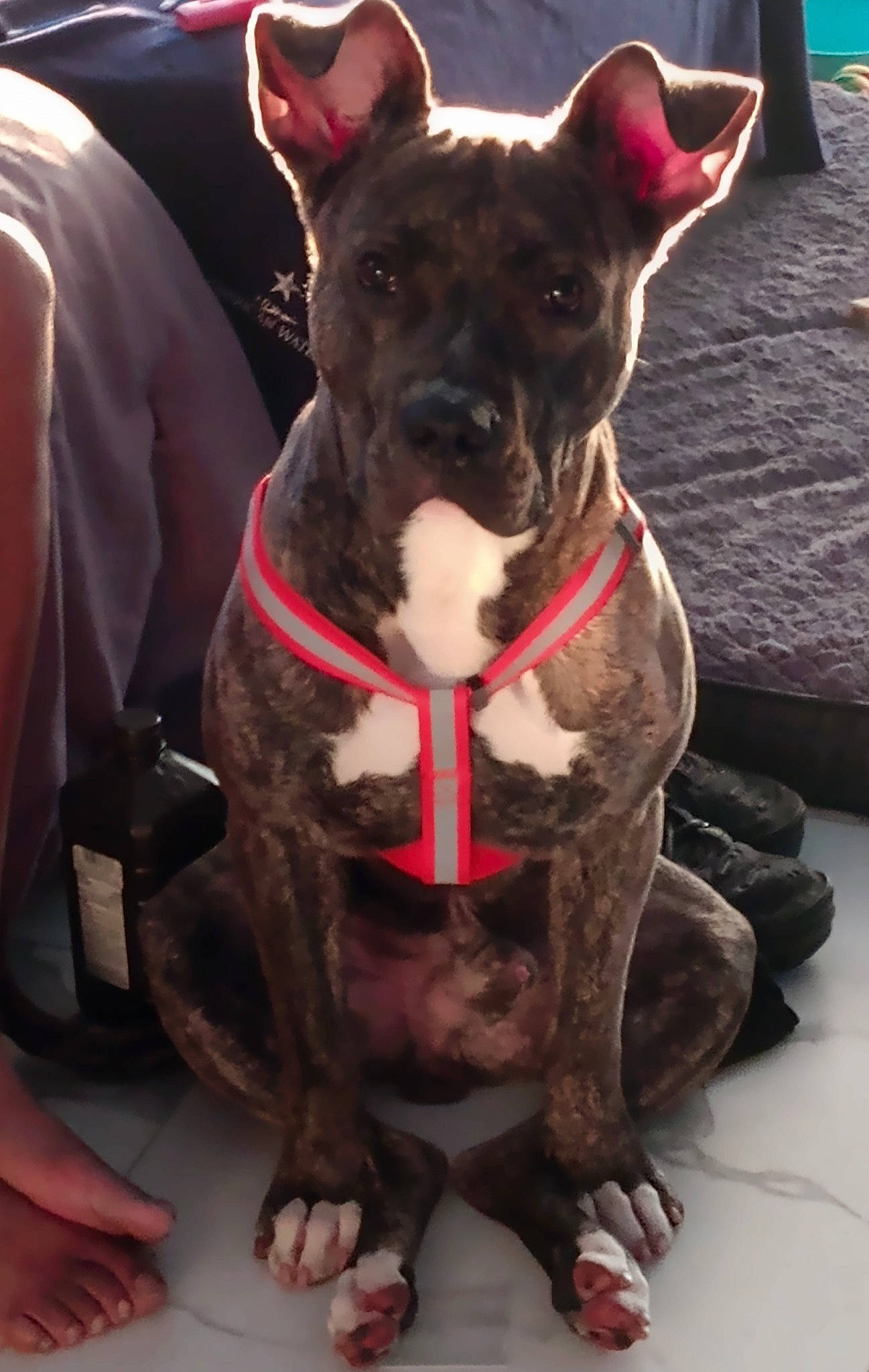 Dutch is registered to the contest to win money with this photo: canidae, carnivore, collar, companion_dog, dog, dog_breed, dog_collar, ear, fawn, fur, guard_dog, liver, molosser, pet_supply, snout, sporting_group, toy_dog, whiskers, working_animal, working_dog