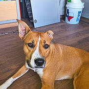 Laverne joined the competition — help win amazing prizes! animal, brown, bucket, canine, closeup, dog, domestic, ear, floor, fur, household, indoor, looking, lying_down, open_cabinet, pet, relaxed, texas_flag, white, wooden_floor
