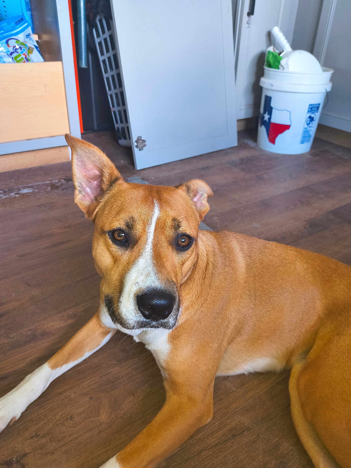 Laverne joined the competition — help win amazing prizes! animal, brown, bucket, canine, closeup, dog, domestic, ear, floor, fur, household, indoor, looking, lying_down, open_cabinet, pet, relaxed, texas_flag, white, wooden_floor