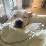 Lorinda Vaz De Pina participe au concours pour gagner de l'argent avec cette photo : basket, blanket, calm, companion, cozy, curtain, dog, floor, furniture, indoor, mammal, natural_light, peaceful, pet, quiet, relaxing, resting, sleeping, white_dog, window