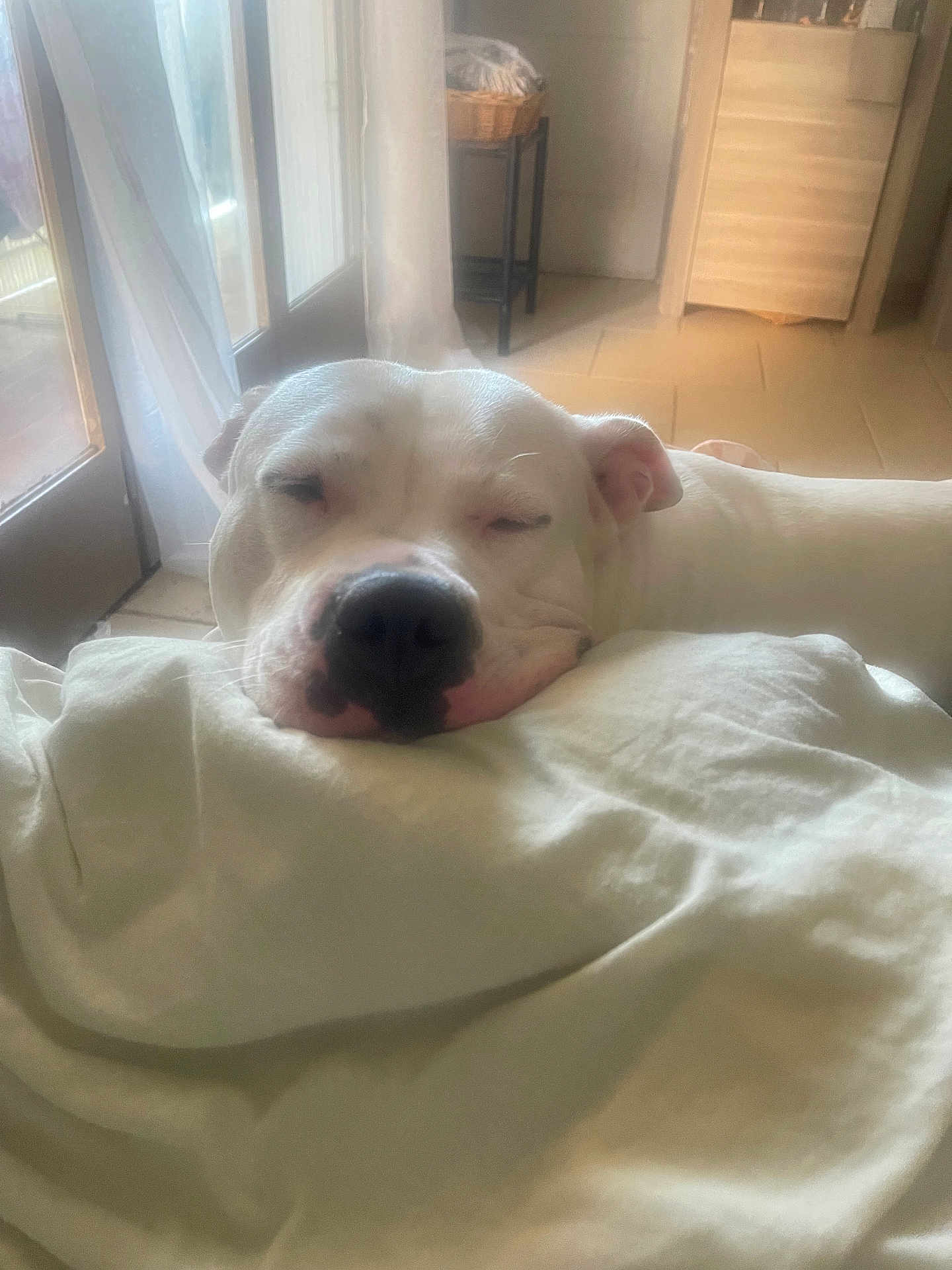 Lorinda Vaz De Pina participe au concours pour gagner de l'argent avec cette photo : basket, blanket, calm, companion, cozy, curtain, dog, floor, furniture, indoor, mammal, natural_light, peaceful, pet, quiet, relaxing, resting, sleeping, white_dog, window