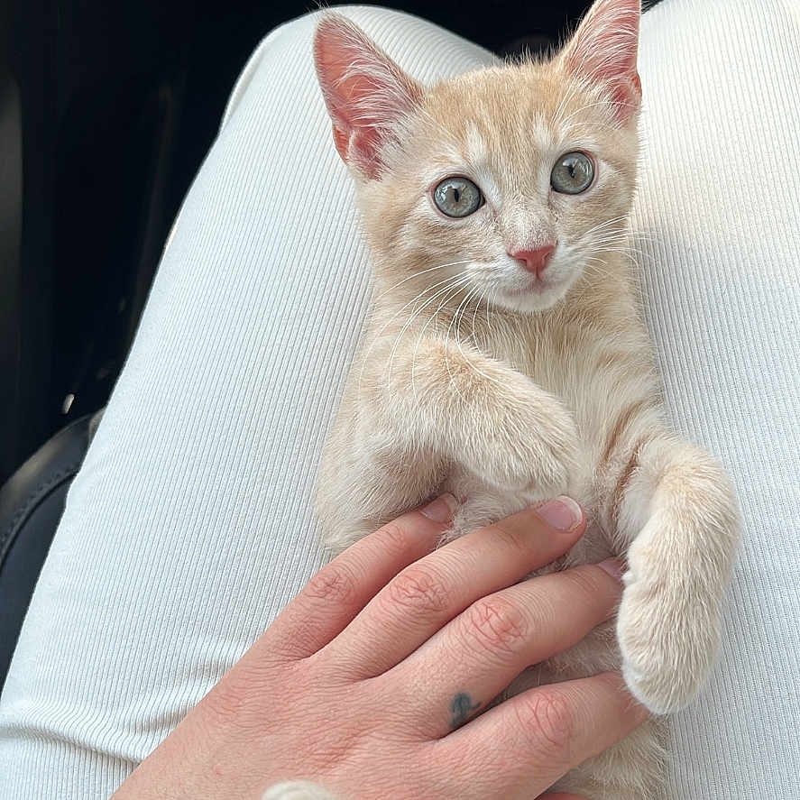 Kitty is registered to the contest to win money with this photo: animal, beige_fur, casual, cat, close_up, comfort, curious_eyes, cute, domestic_animal, feline, hand, human_hand, indoor, kitten, lap, pet, resting, soft_fur, white_pants, young_cat