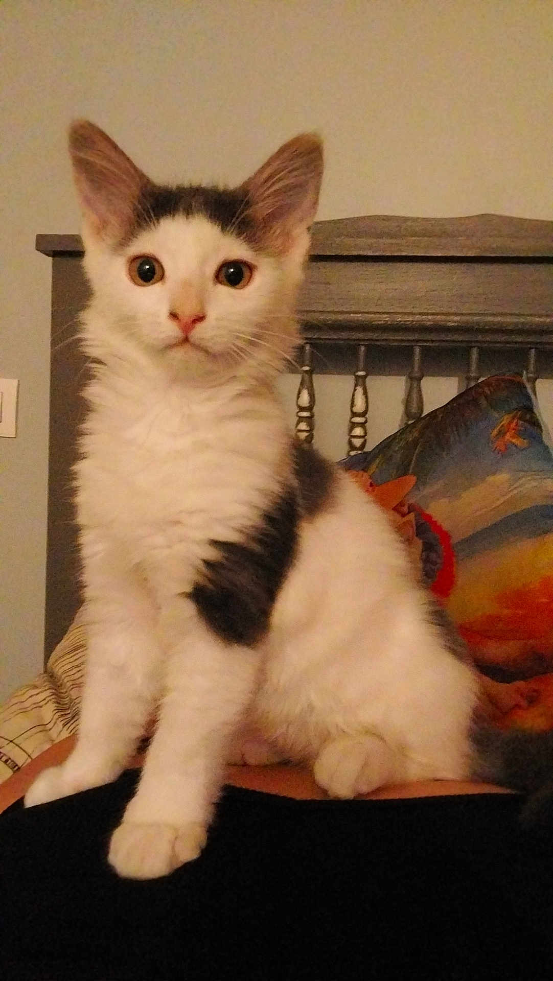Zoro a rejoint le concours — aidez-le/la à gagner de superbes lots ! kitten, cat, white, gray, pet, indoor, furniture, pillow, wood, headboard, animal, cute, young, alert, sitting, fur, whiskers, ears, eyes, portrait