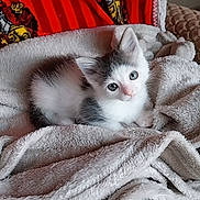 Zoro a rejoint le concours — aidez-le/la à gagner de superbes lots ! animal, cat, comfortable, cozy, curious, cute, feline, fluffy_blanket, fur, gryffindor_blanket, home, indoor, kitten, looking, pet, red, resting, small, soft_texture, white_and_gray