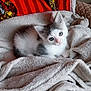 animal, cat, comfortable, cozy, curious, cute, feline, fluffy_blanket, fur, gryffindor_blanket, home, indoor, kitten, looking, pet, red, resting, small, soft_texture, white_and_gray