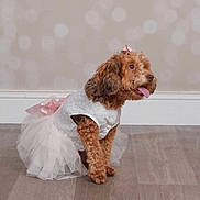 Rosie Torres joined the competition — help win amazing prizes! dog, brown_dog, dress, white_dress, pink_bow, pet, indoor, floor, wooden_floor, cute, fluffy, small_dog, sitting, tongue_out, happy, bokeh_background, animal, costume, portrait, studio