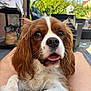 Viking participe au concours pour gagner de l'argent avec cette photo : animal, blurred_background, brown_and_white, cavalier_king_charles_spaniel, close_up, dog, ears, fur, furniture, garden, happy, lap, legs, outdoor, patio, person, pet, summer, sunlight, tongue_out