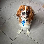 Viking participe au concours pour gagner de l'argent avec cette photo : adorable, animal, blue_ribbon, brown_and_white, cavalier_king_charles_spaniel, companion, cute, cute_pet, dog, domestic, ears, floor_tiles, fur, house_pet, indoor, looking_up, mammal, pet, small_dog, waiting