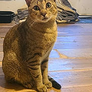 Winston joined the competition — help win amazing prizes! cat, tabby, animal, pet, indoor, wooden_floor, whiskers, ears, eyes, sitting, furniture, blanket, leopard_print, window, curious, fur, tail, floor, domestic, mammal