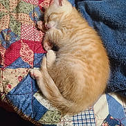 Junior is registered to the contest to win money with this photo: kitten, cat, sleeping, orange_tabby, quilt, blanket, cozy, pet, fur, cute, indoor, resting, animal, small, young, paw, tail, feline, domestic, soft