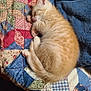 kitten, cat, sleeping, orange_tabby, quilt, blanket, cozy, pet, fur, cute, indoor, resting, animal, small, young, paw, tail, feline, domestic, soft