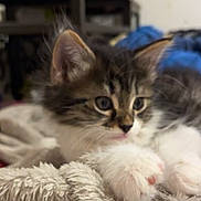 Nala joined the competition — help win amazing prizes! kitten, cat, pet, animal, furry, cute, whiskers, paws, blanket, soft, indoor, resting, closeup, young, mammal, tabby, white, fur, sleepy, cozy