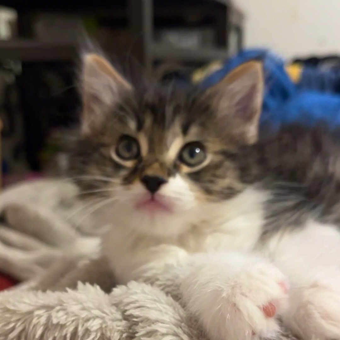 Nala joined the competition — help win amazing prizes! adorable, animal, blanket, cat, closeup, cute, domestic, fluffy, fur, furry, indoor, kitten, mammal, paws, pet, resting, small, soft, whiskers, young