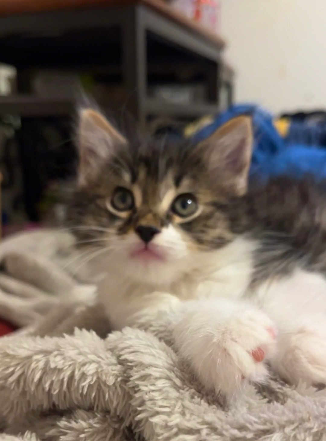 Nala joined the competition — help win amazing prizes! kitten, cat, fluffy, pet, animal, cute, furry, whiskers, paws, blanket, indoor, closeup, soft, resting, young, domestic, mammal, fur, small, adorable