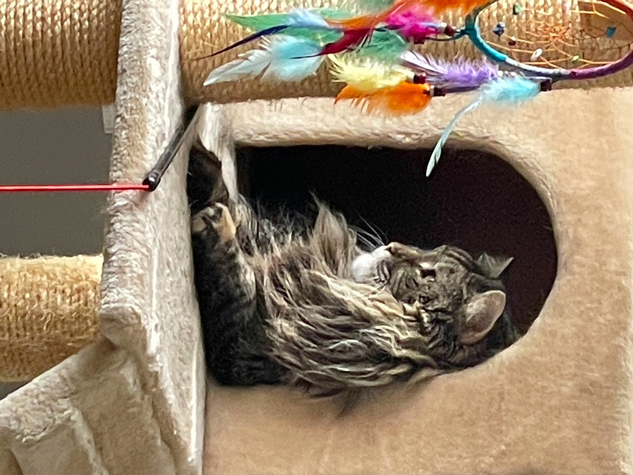 Alley is registered to the contest to win money with this photo: art, basket, carnivore, fashion_accessory, fawn, feather, felidae, fur, small_to_medium_sized_cats, storage_basket, sunglasses, table, tail, terrestrial_animal, thread, whiskers, wicker, wildlife, wood, woolen