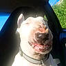 car_interior, close_up, collar, dog, ear, funny_face, greenery, grinning, muzzle, nose, overexposed, pet, portrait, road_trip, seat, squinting, sunlight, teeth, white_dog, window