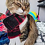 cat, tabby, scarf, pet, indoor, bed, blanket, toy, feline, cozy, fur, striped, sleepy, cute, animal, resting, domestic, warm, accessory, comfort