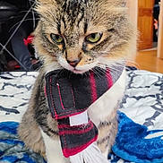 Hemi joined the competition — help win amazing prizes! cat, tabby_cat, scarf, pet, animal, feline, whiskers, ears, indoor, blanket, cozy, fur, cute, portrait, sitting, domestic_animal, closeup, home, comfort, soft