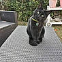 black_cat, cat, pet, outdoor, table, wicker_table, garden, greenery, collar, bell, curious, animal, feline, domestic_cat, leafy_background, chair, potted_plant, nature, grass, daylight