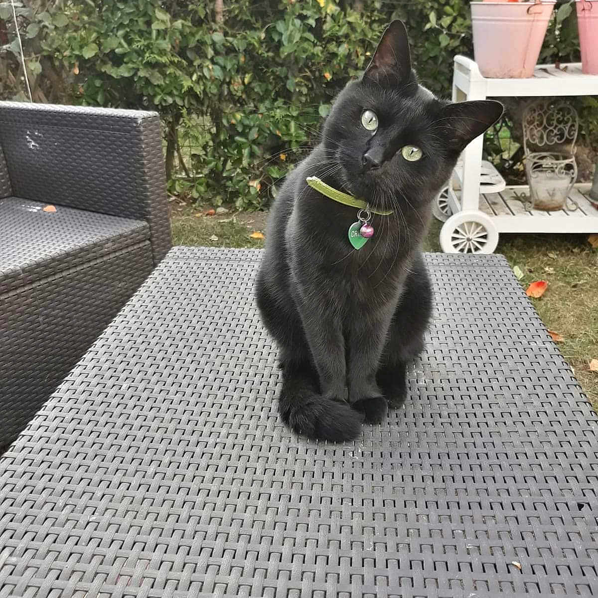 Créole a rejoint le concours — aidez-le/la à gagner de superbes lots ! animal, bell, black_cat, cat, chair, collar, curious, daylight, domestic_cat, feline, garden, grass, greenery, leafy_background, nature, outdoor, pet, potted_plant, table, wicker_table