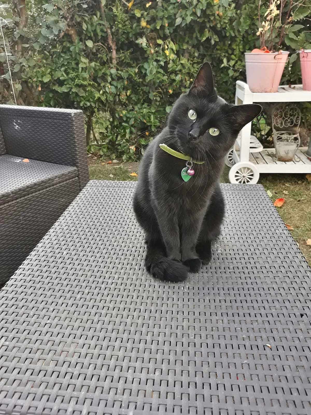 Créole a rejoint le concours — aidez-le/la à gagner de superbes lots ! black_cat, cat, pet, outdoor, table, wicker_table, garden, greenery, collar, bell, curious, animal, feline, domestic_cat, leafy_background, chair, potted_plant, nature, grass, daylight