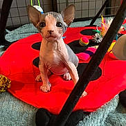 Creature joined the competition — help win amazing prizes! sphynx_cat, kitten, pet, indoor, play_mat, toy, colorful, curious, ears, eyes, feline, hairless, red, black, grid_background, soft_texture, animal, small, young, cute