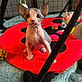 sphynx_cat, kitten, pet, indoor, play_mat, toy, colorful, curious, ears, eyes, feline, hairless, red, black, grid_background, soft_texture, animal, small, young, cute