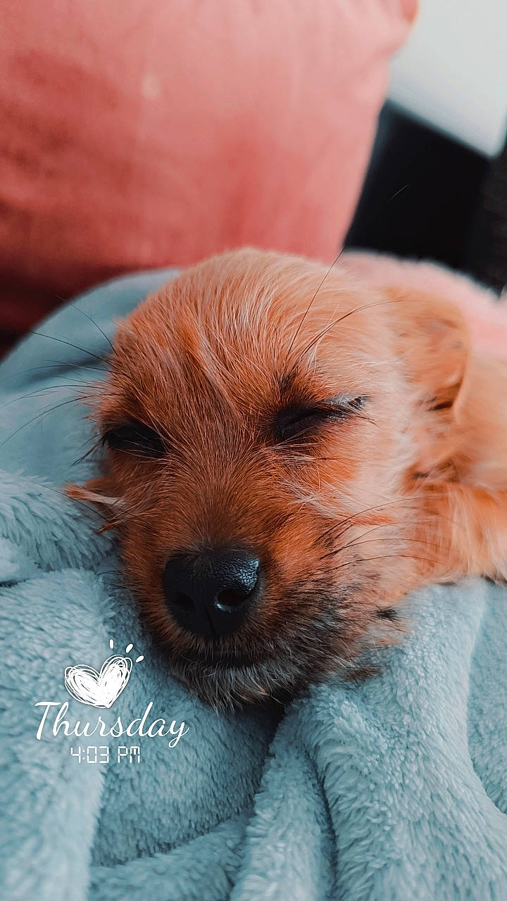 Kali a rejoint le concours — aidez-le/la à gagner de superbes lots ! canidae, carnivore, comfort, companion_dog, dog, dog_breed, ear, eye, fawn, fur, liver, nap, small_terrier, snout, sporting_group, terrestrial_animal, terrier, toy_dog, whiskers, working_animal