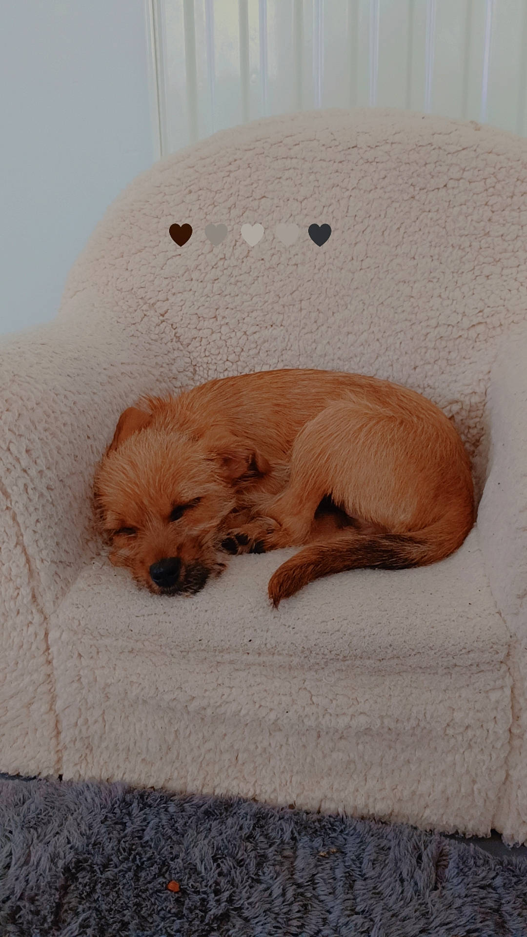 Kali a rejoint le concours — aidez-le/la à gagner de superbes lots ! canidae, carnivore, comfort, companion_dog, dog, dog_breed, dog_supply, fawn, flooring, fur, liver, nap, non_sporting_group, paw, puppy, snout, sporting_group, tail, terrestrial_animal, toy_dog